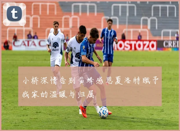 小桥深情告别黄蜂感恩夏洛特赋予我家的温暖与归属